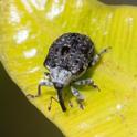 Cionus scrophulariaea (Figwort Weevil).jpg